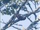 Ochre-breasted Foliage-gleaner (Anabacerthia lichtensteini)