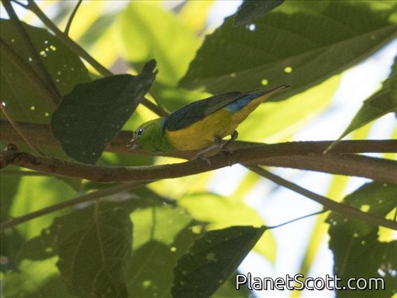 Blue-naped Chlorophonia (Chlorophonia cyanea)
