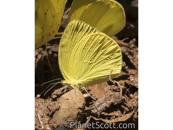 Pyrisitia (Pyrisitia ssp)