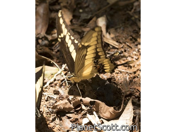 Thoas Swallowtail(Papilio thoas)