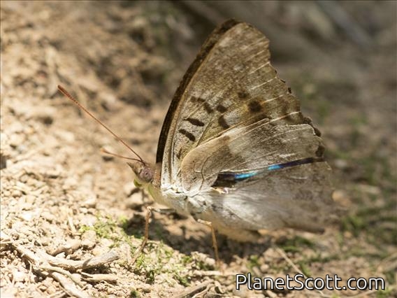 Turquoise Emperor (Doxocopa laurentia)