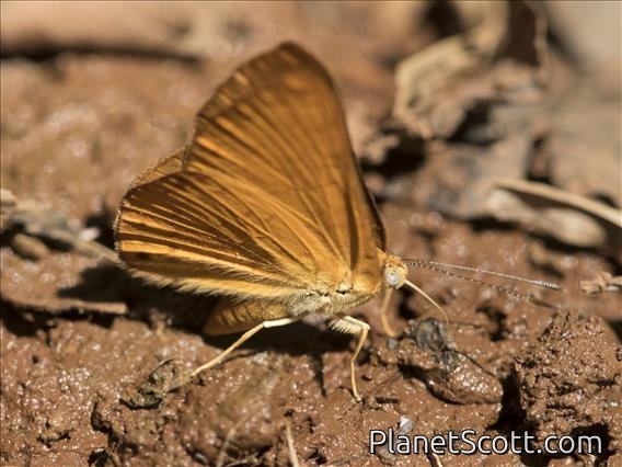 Metalmark Butterfly (Emesis ssp)