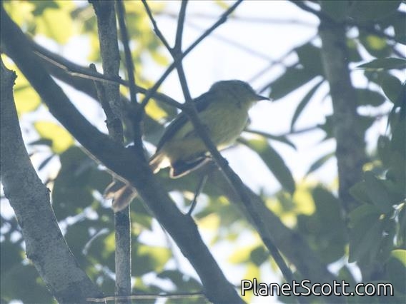 Greenish Elaenia (Myiopagis viridicata)