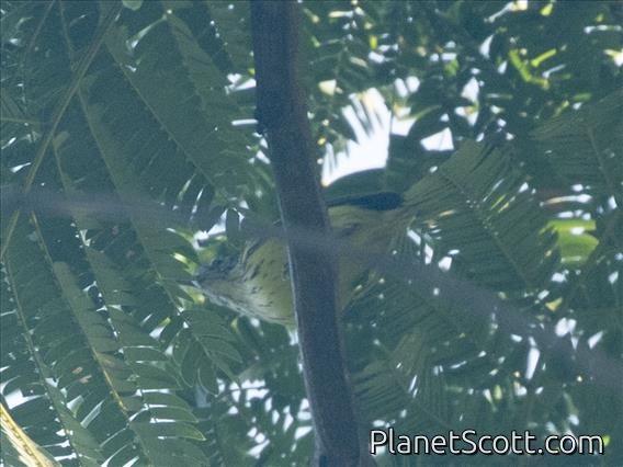 Streak-capped Antwren (Terenura maculata)