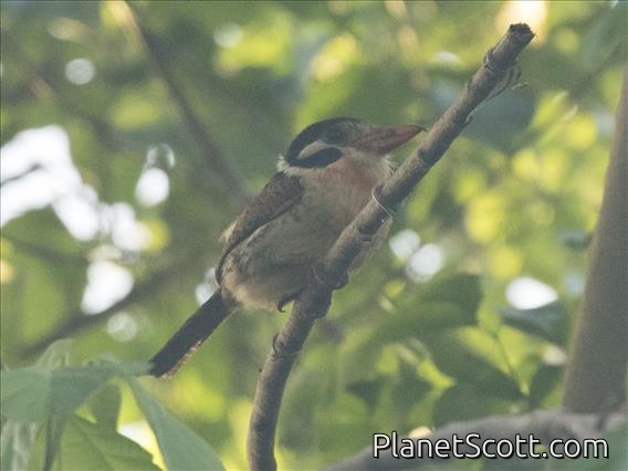 White-eared Puffbird (Nystalus chacuru)