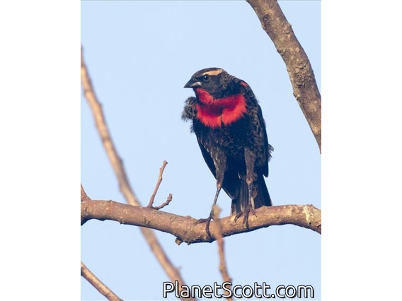 White-browed Meadowlark (Leistes superciliaris)