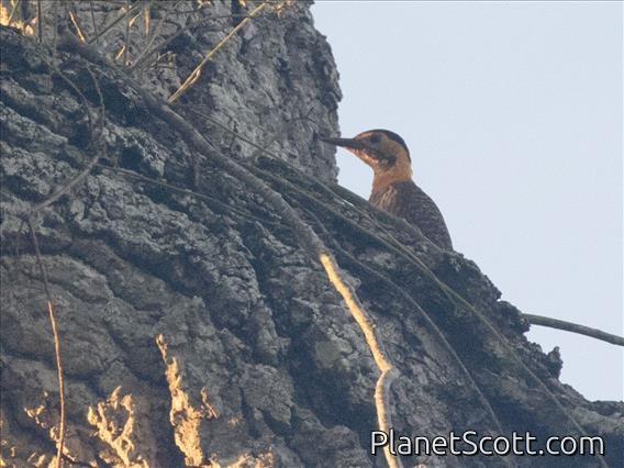 Campo Flicker (Colaptes campestris)