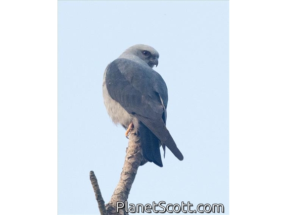 Plumbeous Kite (Ictinia plumbea)