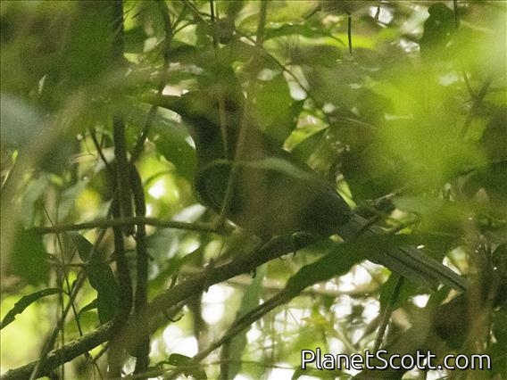 Rufous-capped Motmot (Baryphthengus ruficapillus)