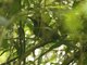 Rufous-capped Motmot (Baryphthengus ruficapillus)