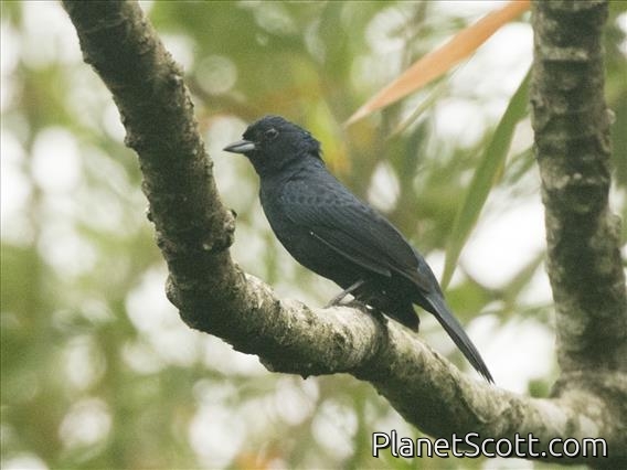 Ruby-crowned Tanager (Tachyphonus coronatus)
