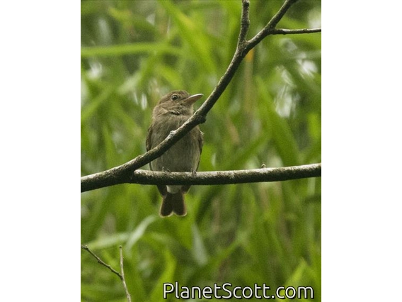 Euler's Flycatcher (Lathrotriccus euleri)