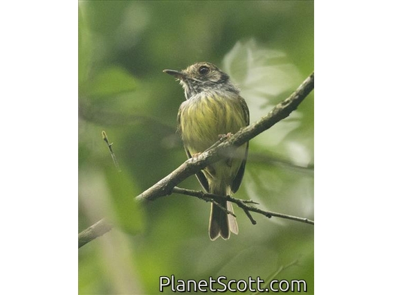 Eared Pygmy-Tyrant (Myiornis auricularis)