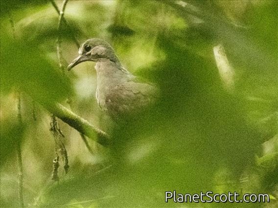 Gray-fronted Dove (Leptotila rufaxilla)