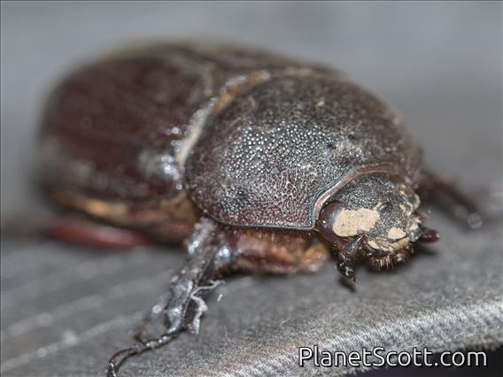 Rhinoceros Beetle (Scarabaeidae ssp)