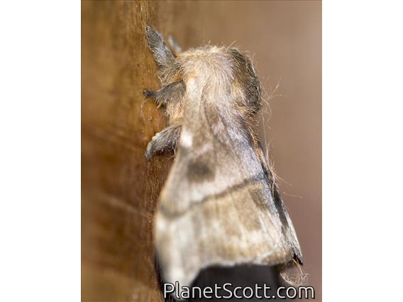 Unidentified Moth (Hemaris sp)