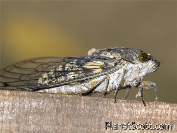 Cicada (Tettigades sp)