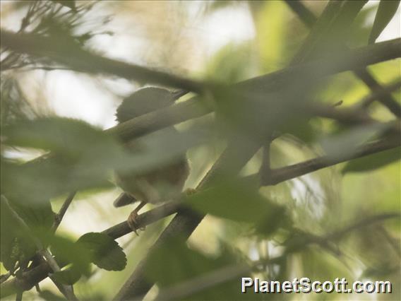 Buff-browed Foliage-gleaner (Syndactyla rufosuperciliata)