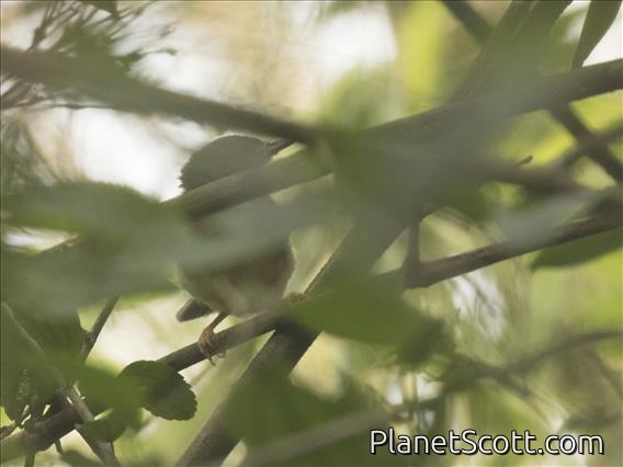Buff-browed Foliage-gleaner (Syndactyla rufosuperciliata)