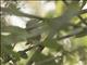 Buff-browed Foliage-gleaner (Syndactyla rufosuperciliata)