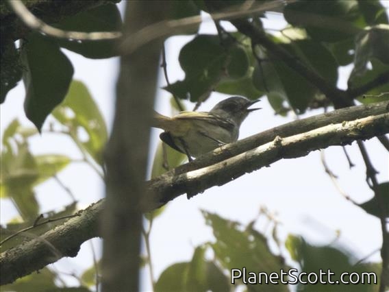 Gray-headed Elaenia (Myiopagis caniceps)