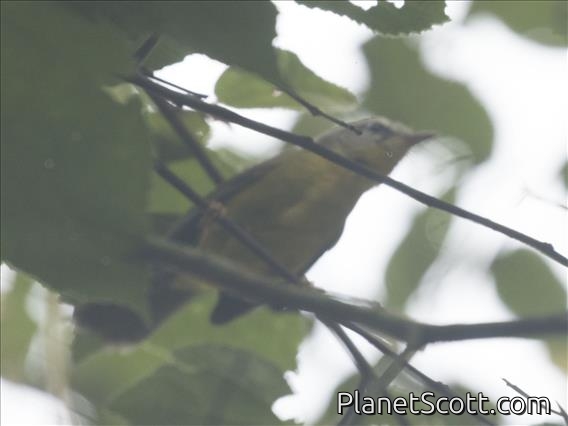 Golden-crowned Warbler (Basileuterus culicivorus)
