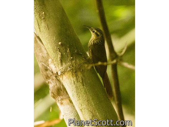 Lesser Woodcreeper (Xiphorhynchus fuscus)