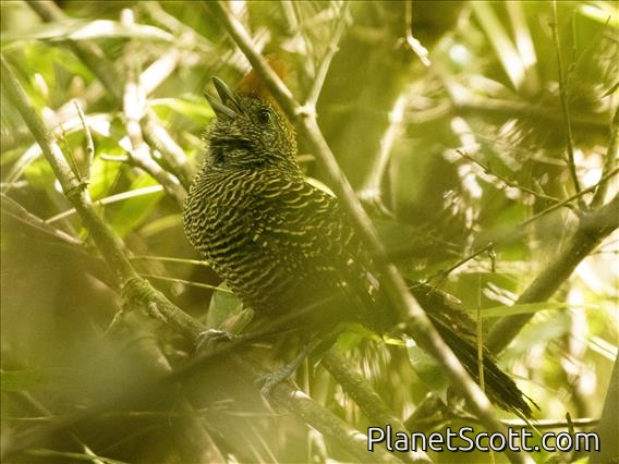 Tufted Antshrike (Mackenziaena severa)