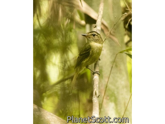 Large-headed Flatbill (Ramphotrigon megacephalus)