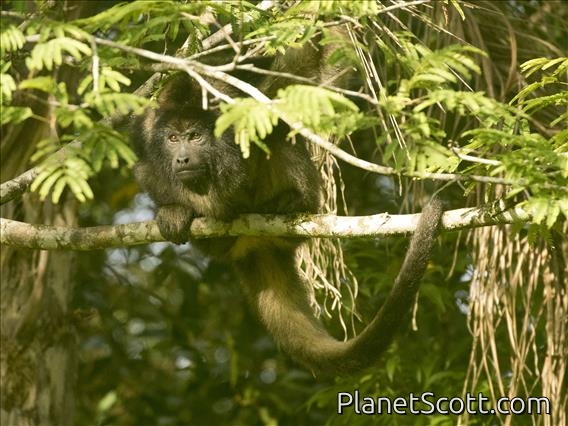 Black Howler Monkey (Alouatta caraya)