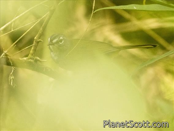 White-browed Warbler (Myiothlypis leucoblephara)