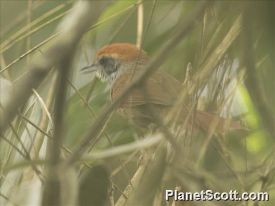 Rufous-capped Spinetail (Synallaxis ruficapilla)