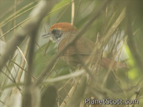 Rufous-capped Spinetail (Synallaxis ruficapilla)