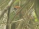 Rufous-capped Spinetail (Synallaxis ruficapilla)
