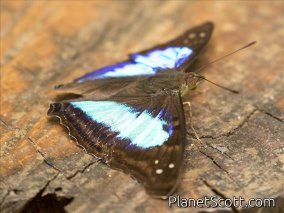 Turquoise Emperor (Doxocopa laurentia)