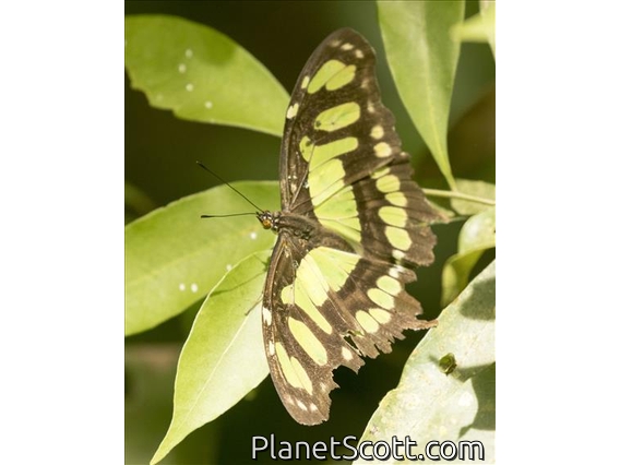 Malachite (Siproeta stelenes)