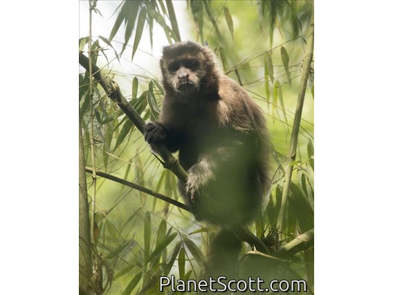 Black Capuchin (Sapajus nigritus)