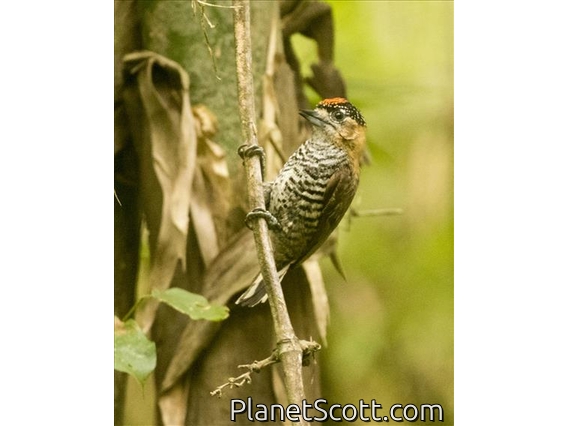 Ochre-collared Piculet (Picumnus temminckii)