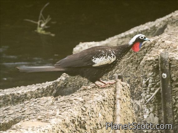 Black-fronted Piping-Guan (Pipile jacutinga)