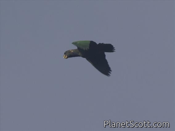 Scaly-headed Parrot (Pionus maximiliani)