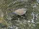 Sharp-tailed Streamcreeper (Lochmias nematura)