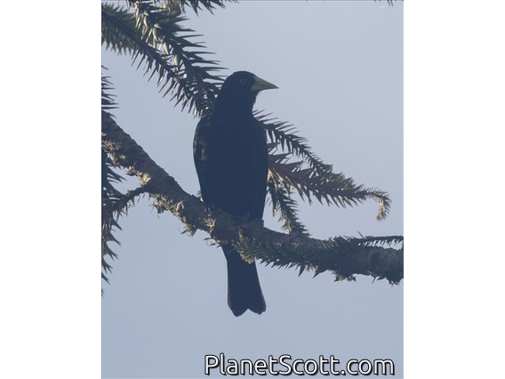 Red-rumped Cacique (Cacicus haemorrhous)