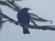 Red-rumped Cacique (Cacicus haemorrhous)