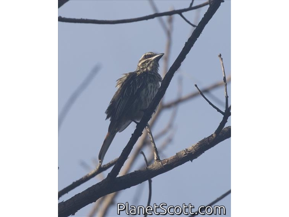 Streaked Flycatcher (Myiodynastes maculatus)