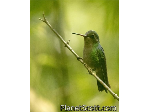 Glittering-bellied Emerald (Chlorostilbon lucidus) - Female