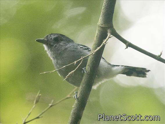 Variable Antshrike (Thamnophilus caerulescens)