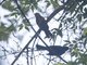 Golden-winged Cacique (Cacicus chrysopterus)