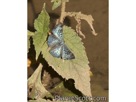Black-patch Bluemark ( Lasaia agesilas)