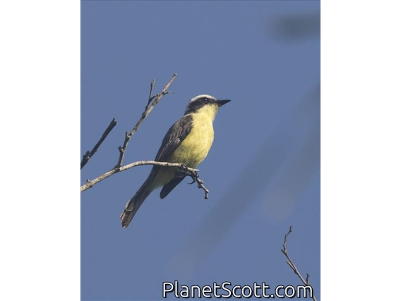 Three-striped Flycatcher (Conopias trivirgatus)