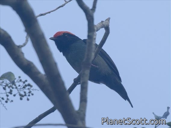 Swallow-tailed Manakin (Chiroxiphia caudata) - Male
